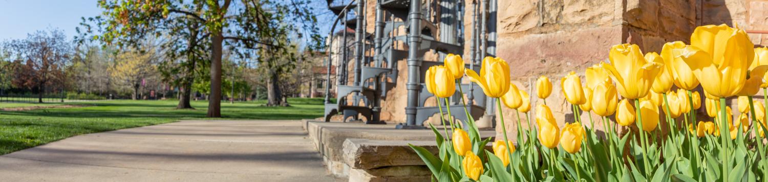 yellow tulips on CU Boulder's campus