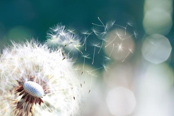 Dandelion blowing seeds