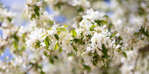 White spring flowers