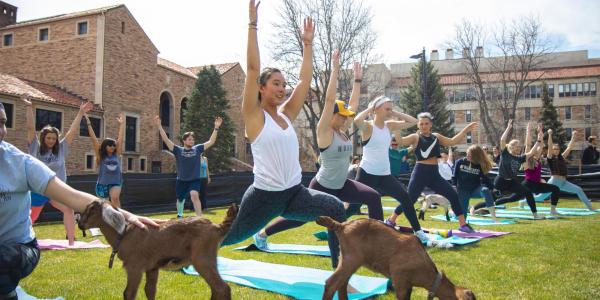 Photo of students participating in goat yoga.