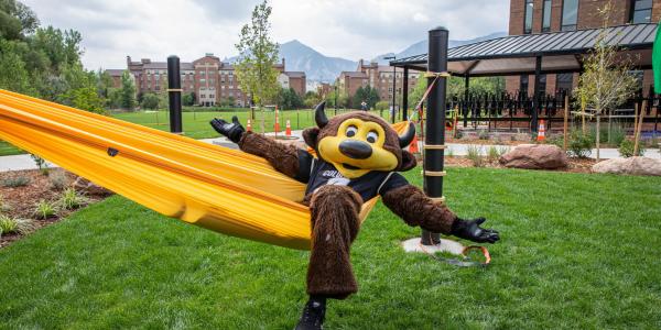 chip, the buffalo mascot, laying in a hammock