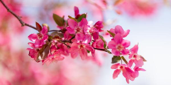 Photo of bright flowers on campus.