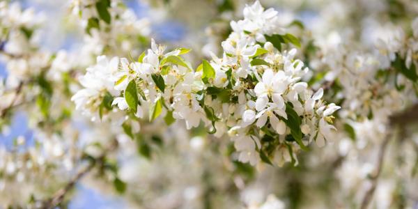 Photo of a blooming tree on campus.