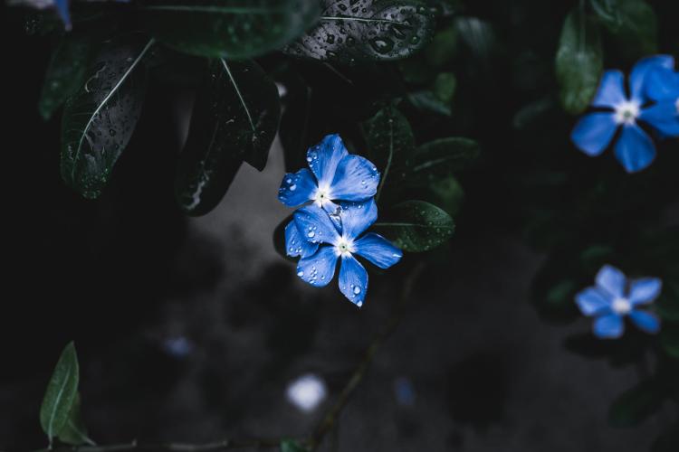 blue flower