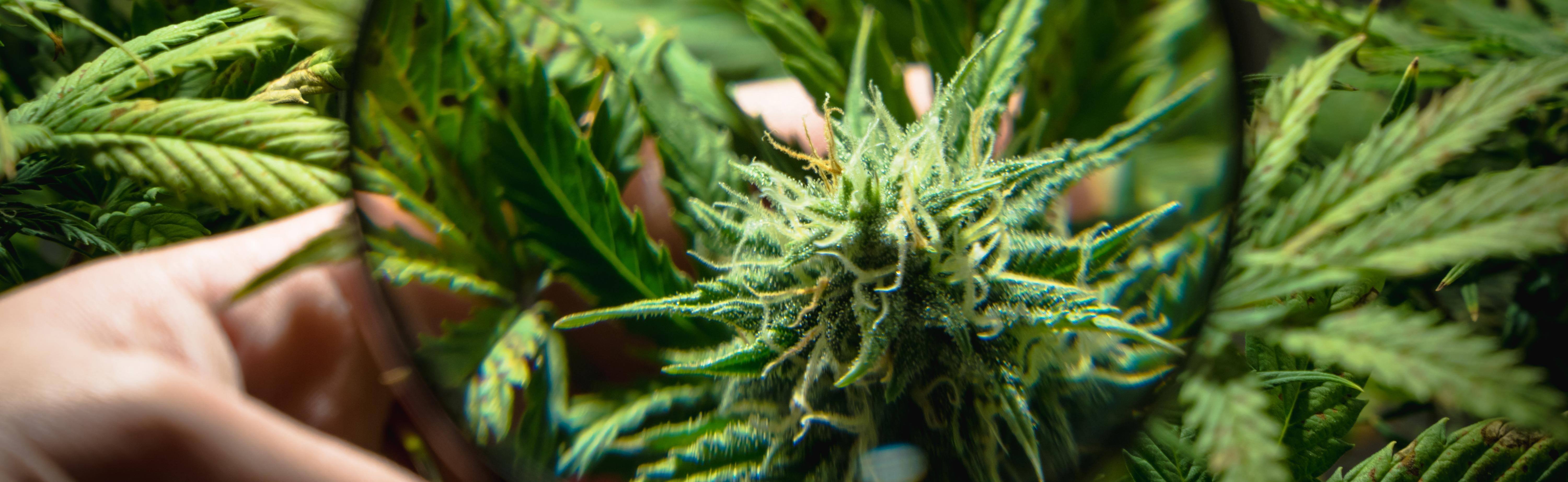 cannabis