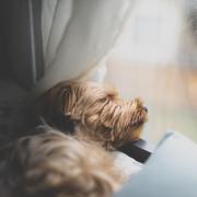 Photo of a dog waiting by a window in the rain.