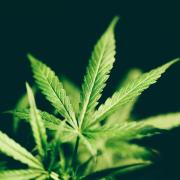 Photo of a marijuana plant leaf.