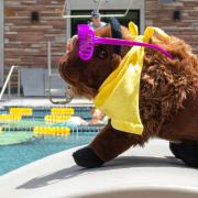 Ralphie at the buff pool