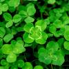 Photo of a field of clovers.
