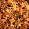 Photo of fall leaves on the ground.