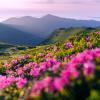 Photo of a field of flowers overlooking a peaceful mountain range.