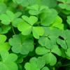 Close up photo of clovers.