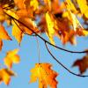Fall leaves in front of bright blue sky
