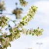 Photo of a blooming tree with white petals.