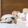 person sleeping with a pug next to them