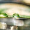 Raindrops on a leaf