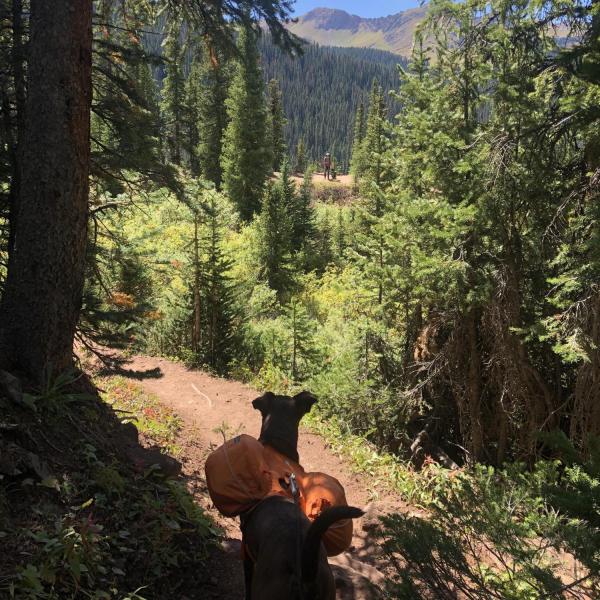 Picture of Samuel Dage's dog in nature. 