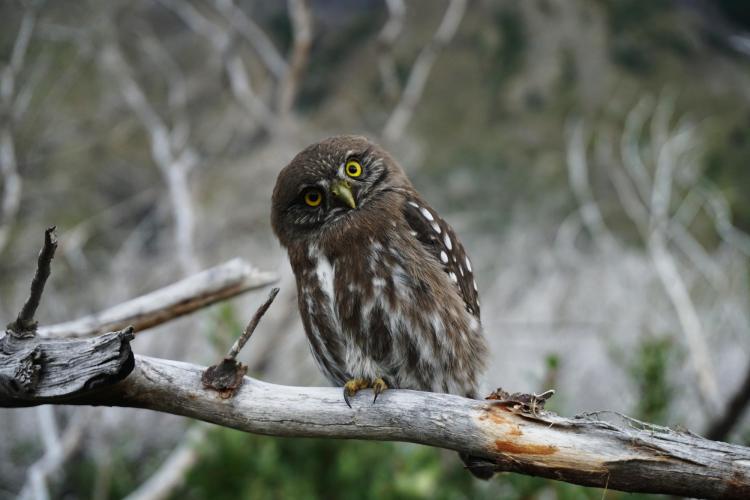 Brown and white owl with yellow eyes looking forward inquisitively