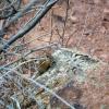 Montane mammal