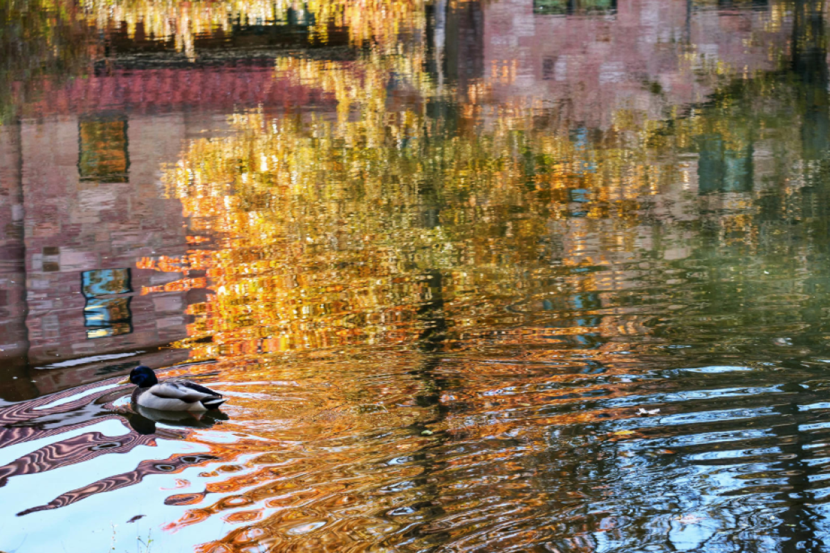Turning foliage adds to the beauty surrounding the Kittredge Complex pond. (Photo by Glenn Asakawa/University of Colorado)