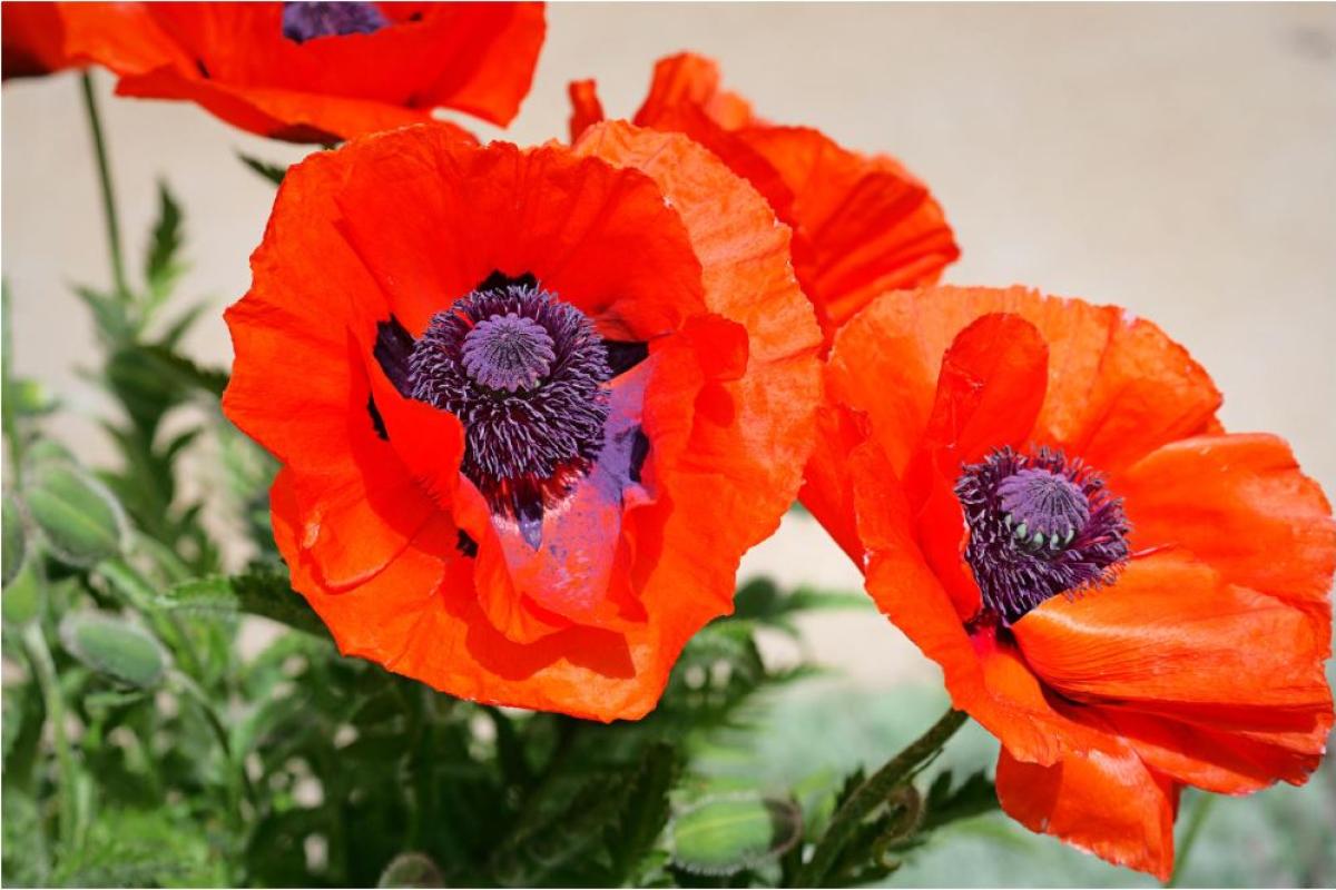 poppies