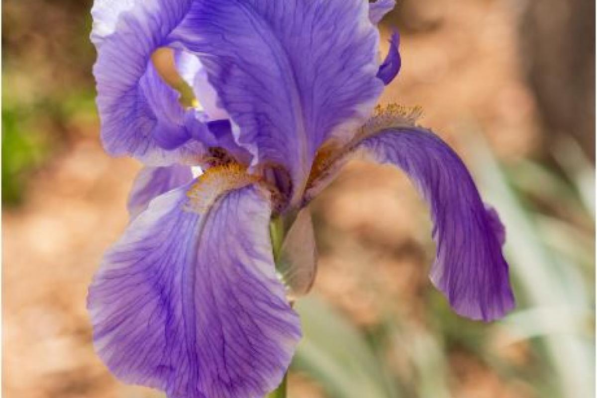 Purple flower
