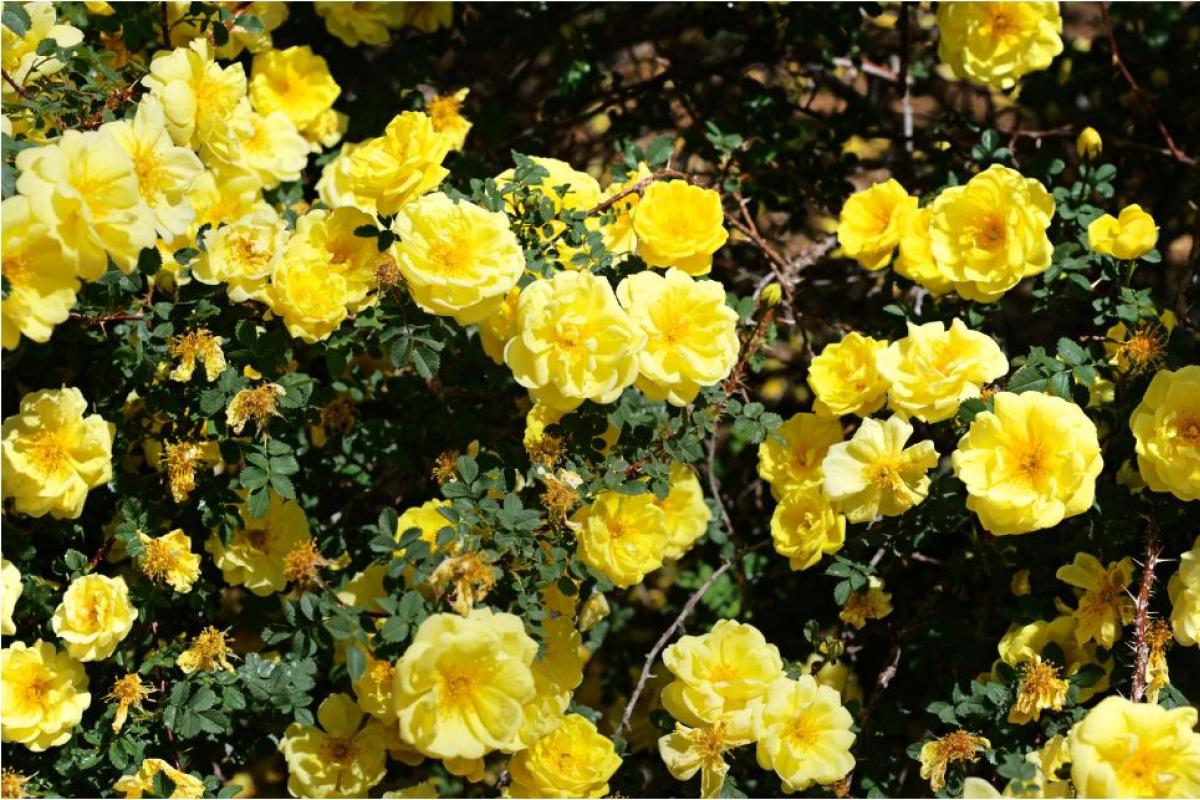 yellow flowers