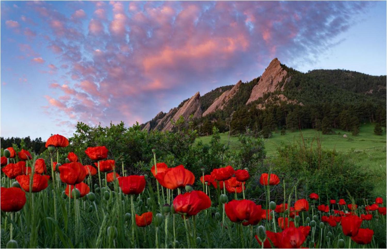 Chautaqua, poppies