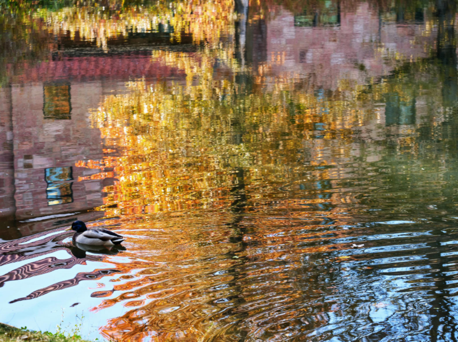 Turning foliage adds to the beauty surrounding the Kittredge Complex pond. (Photo by Glenn Asakawa/University of Colorado)