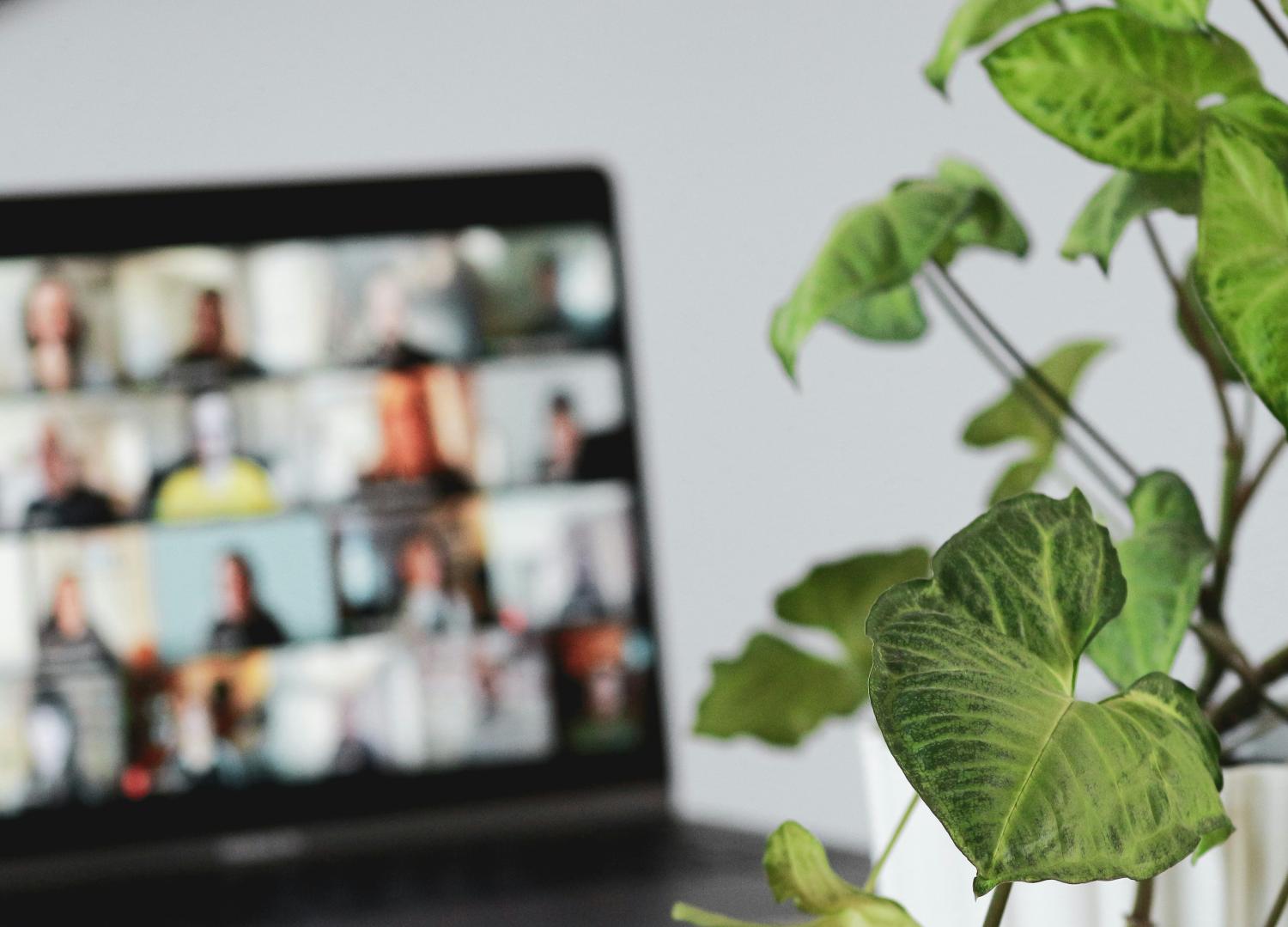 zoom meeting in the background with a houseplant in the foreground