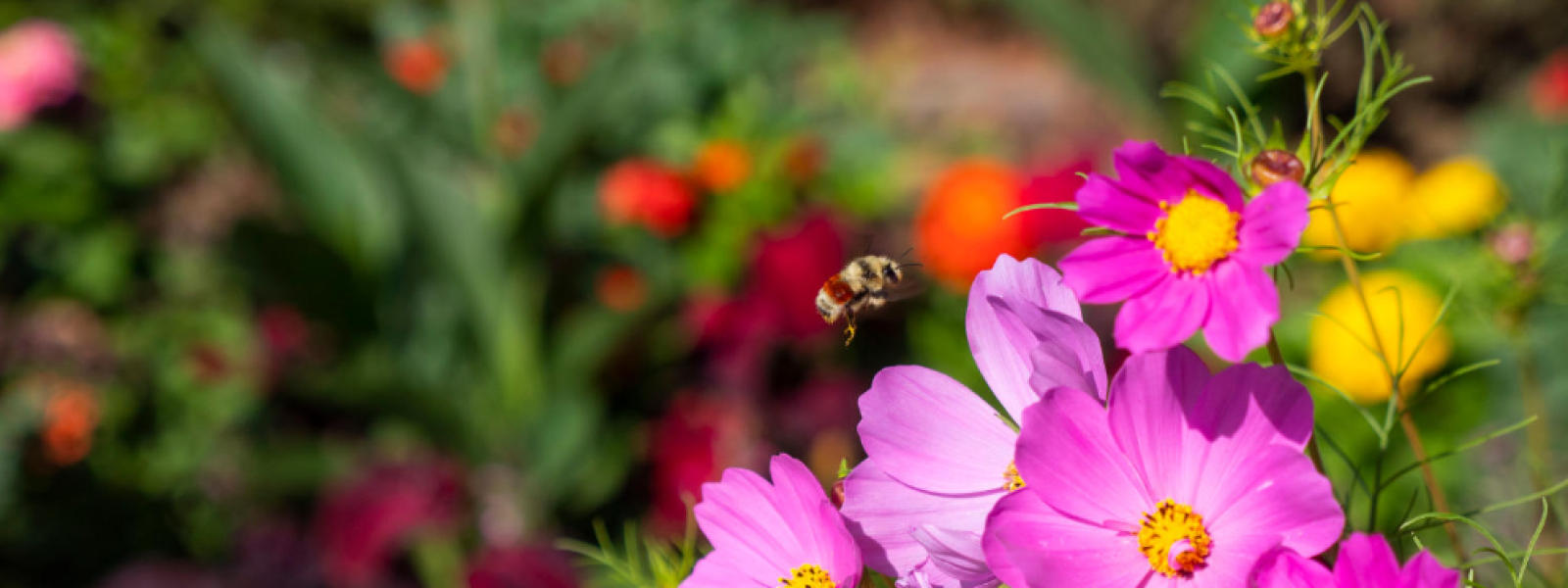 Flowers with bee, pollinators