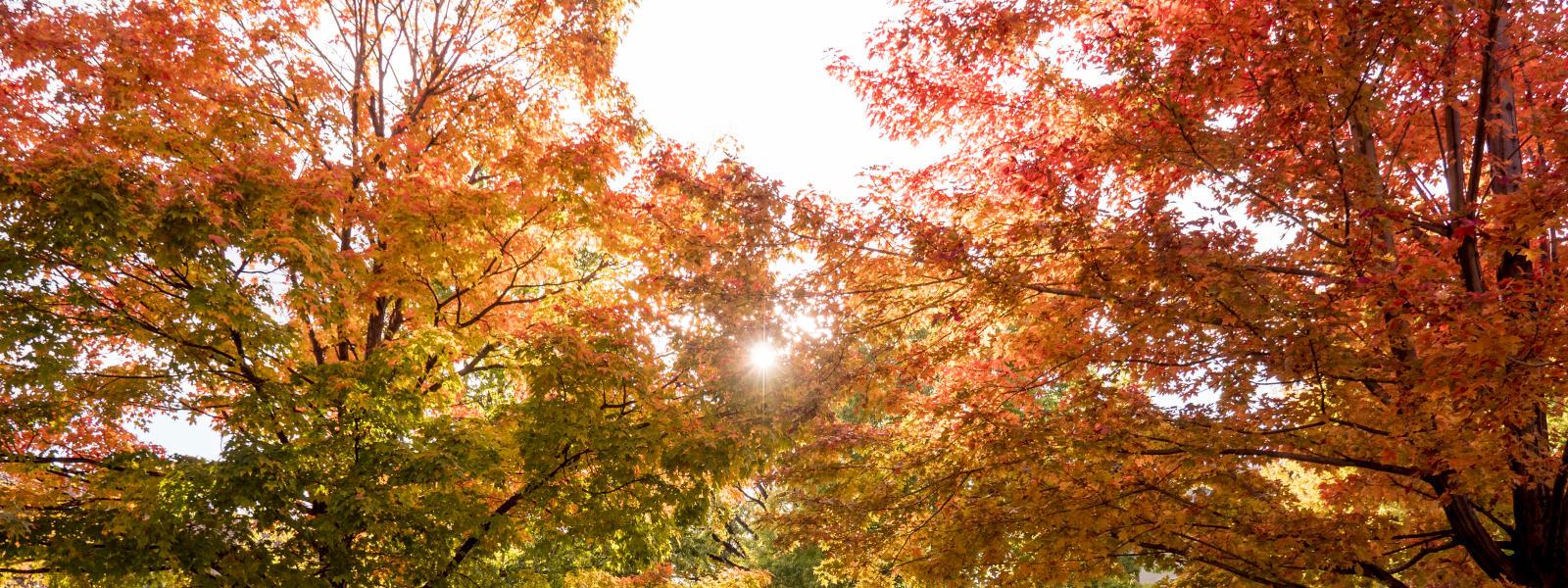 CU Boulder main campus with leaves changing