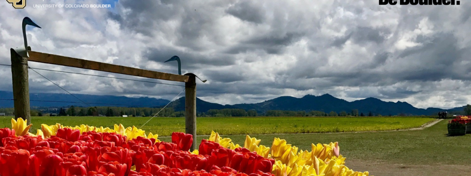 tulips in the foreground with a fence and flatirons in the background