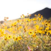 Spring flowers