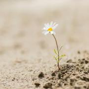 Flower growing in dessert