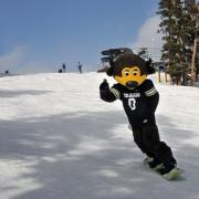 CU mascot Chip skiing