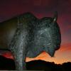 Buffalo and sunset