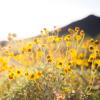 Spring flowers