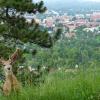 Deer with Boulder Campus in Background