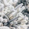 Snow in trees