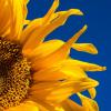 Sunflower Photo by Johan Nilsson on Unsplash