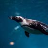 Penguin swimming
