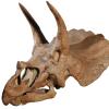 Fossil from CU Natural History Museum