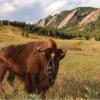 Ralphie at flatirons