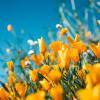 Gold Flowers