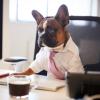 dog dressed in business attire
