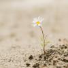 Flower growing in dessert