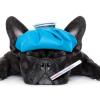 Dog with thermometer in mouth