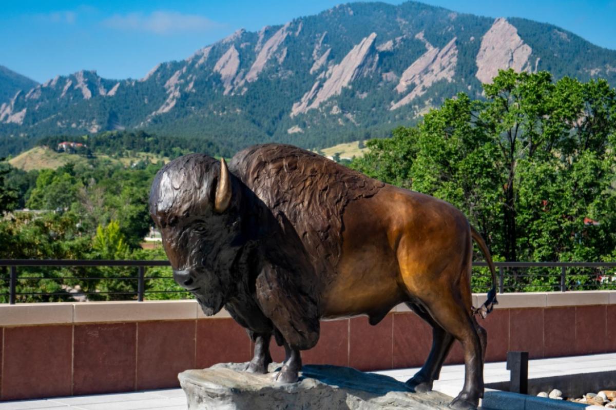 New Ralphie sculpture on the observation deck at the Center for Academic Success and Engagement (CASE) building at the University of Colorado Boulder campus. (Photo by Glenn Asakawa/University of Colorado)