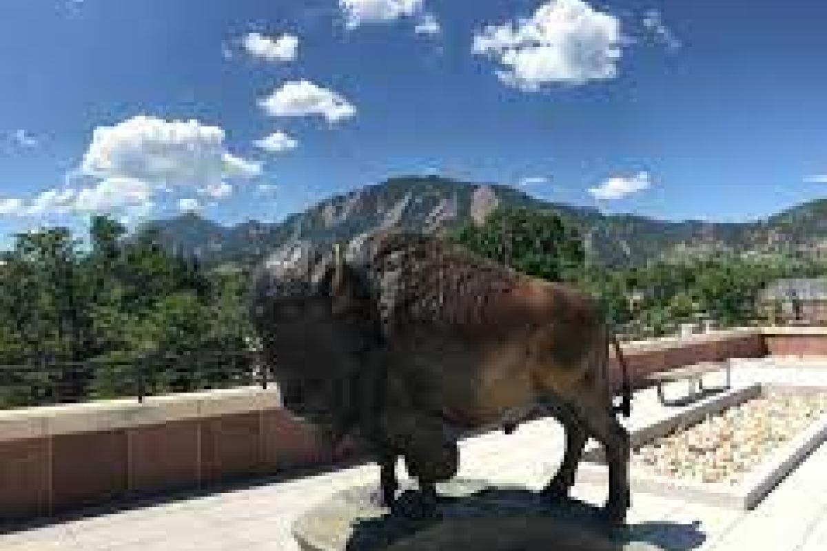 buffalo
